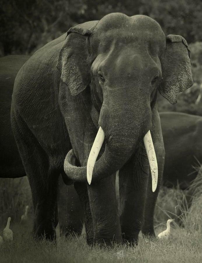 Elephant Lodge Udawalawe Esterno foto