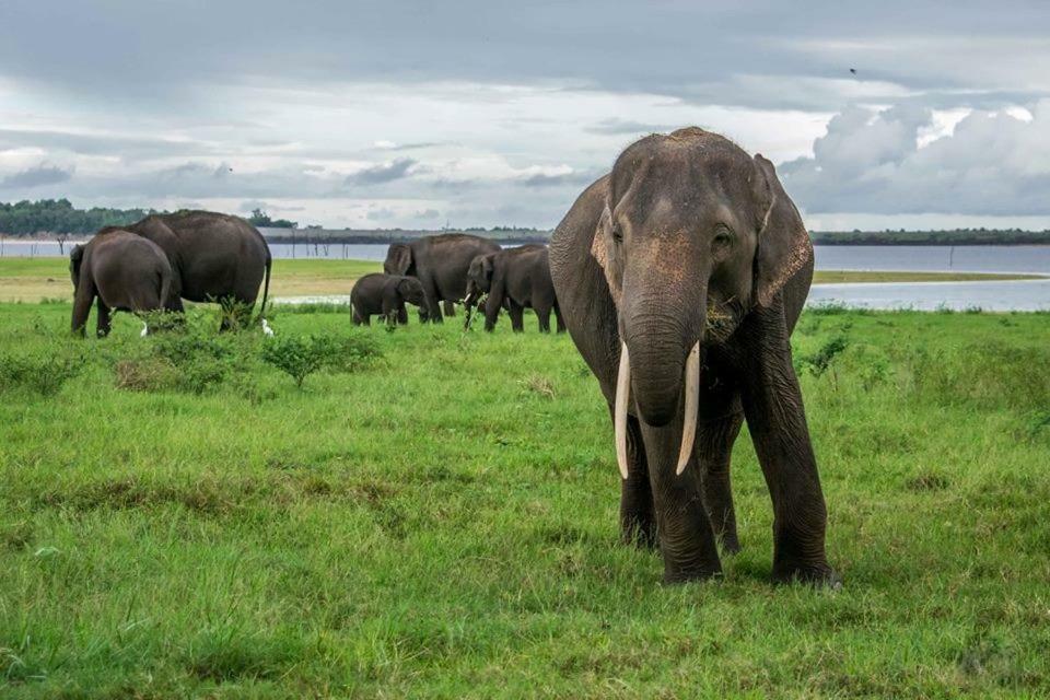 Elephant Lodge Udawalawe Esterno foto
