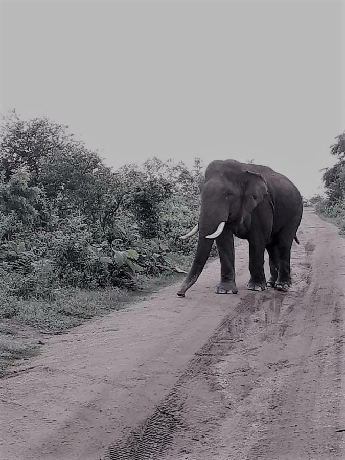 Elephant Lodge Udawalawe Esterno foto
