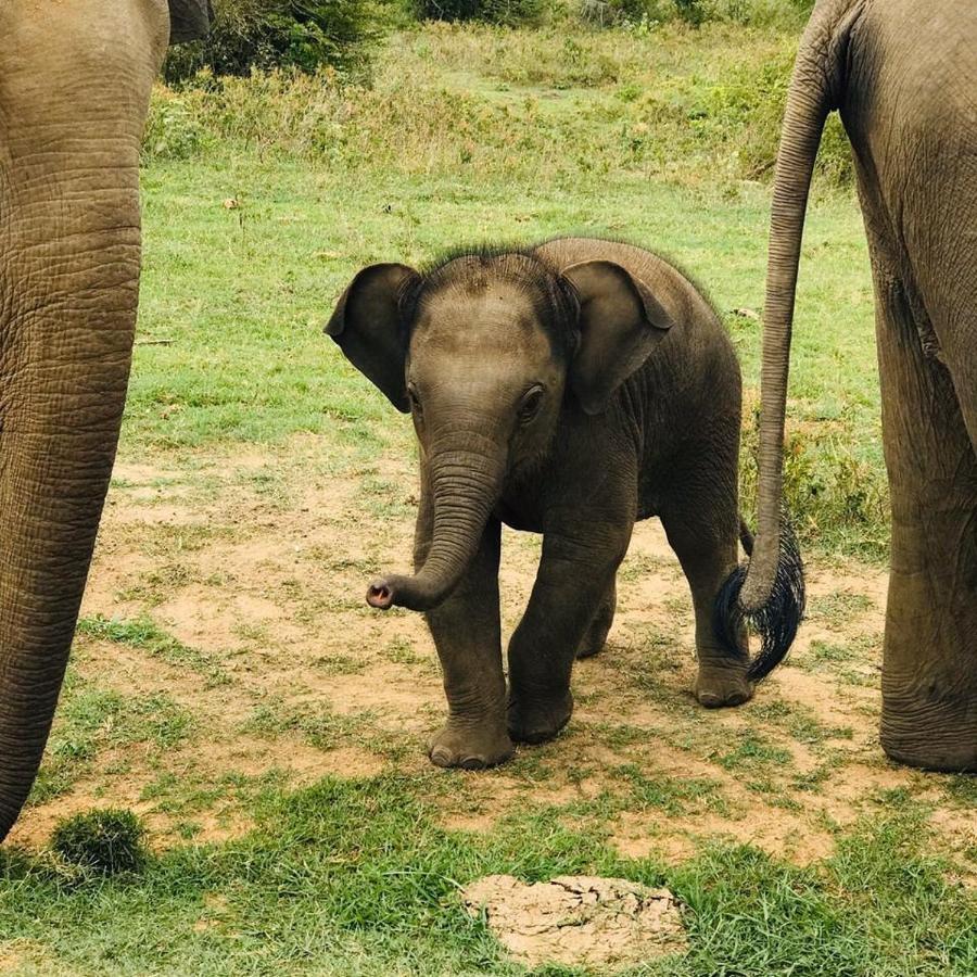 Elephant Lodge Udawalawe Esterno foto