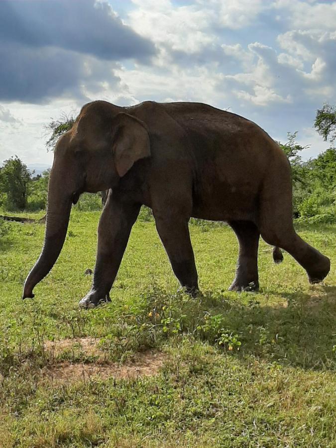 Elephant Lodge Udawalawe Esterno foto